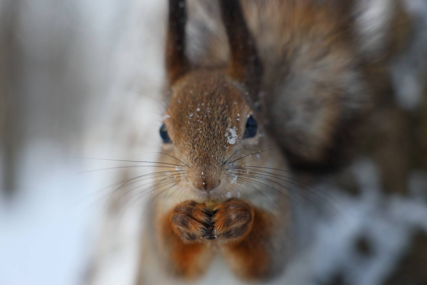 белка дикиеживотные , Колосова Елена