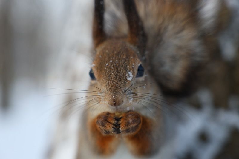 белка дикиеживотные   фото превью