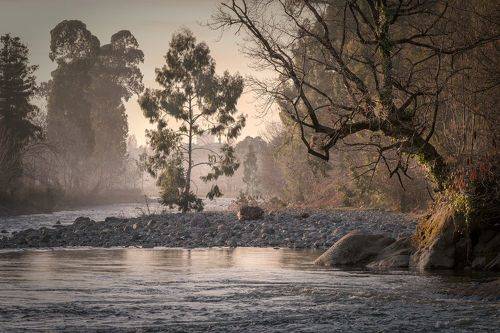 Trees In Chakvistskali River