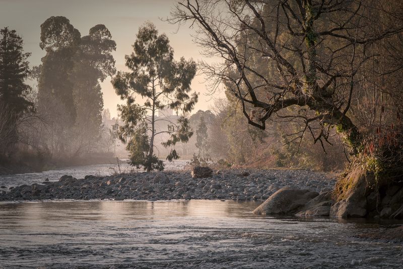 Trees In Chakvistskali River фото превью