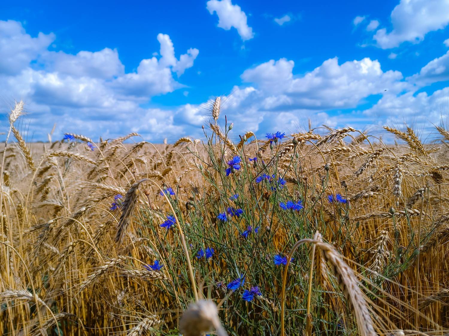 , Светлана Кондрашова