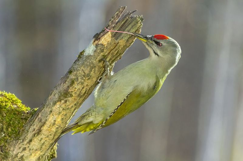 Язык дятла фото превью