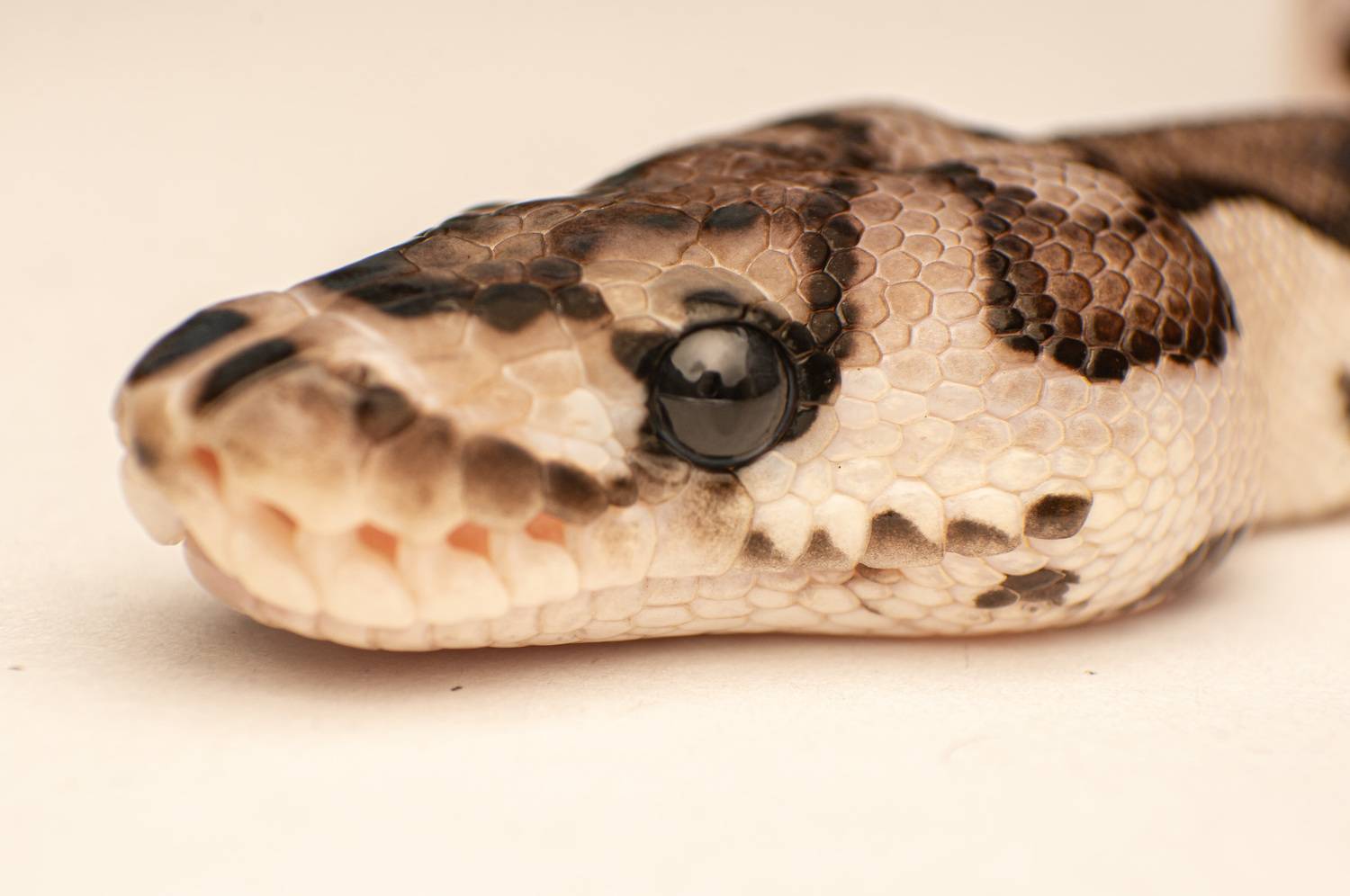macro, snakes, nature, reptiles, Celis Norman