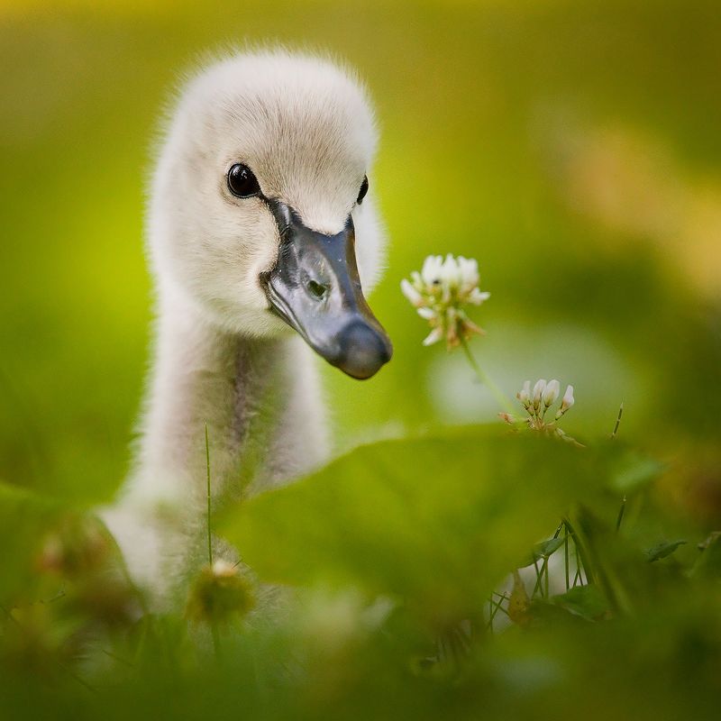 Black swan baby фото превью