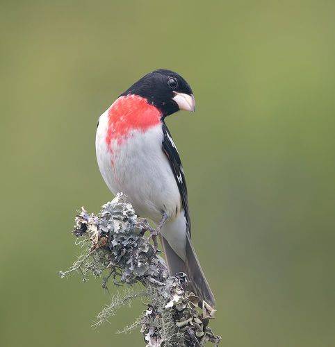 Rose-breasted Grosbeak - Красногрудый дубоносовый кардинал