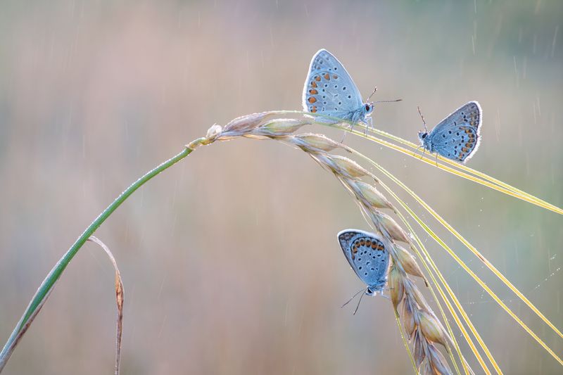 голубянка, бабочка, утро, рассвет, макро, солнце, капли, роса Встречая рассвет фото превью