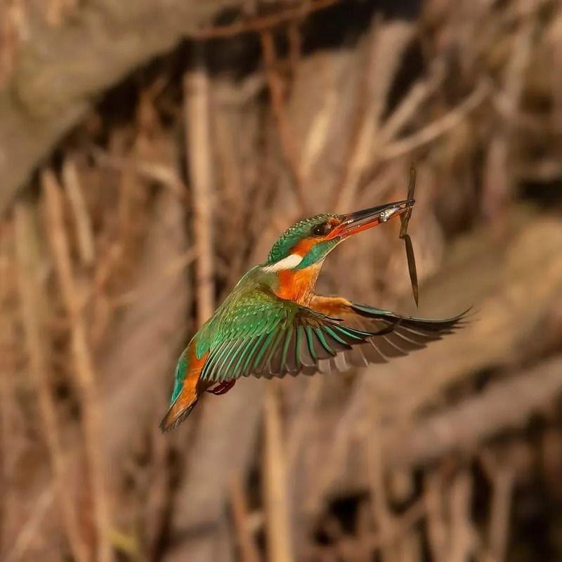 Martin pescatore  фото превью