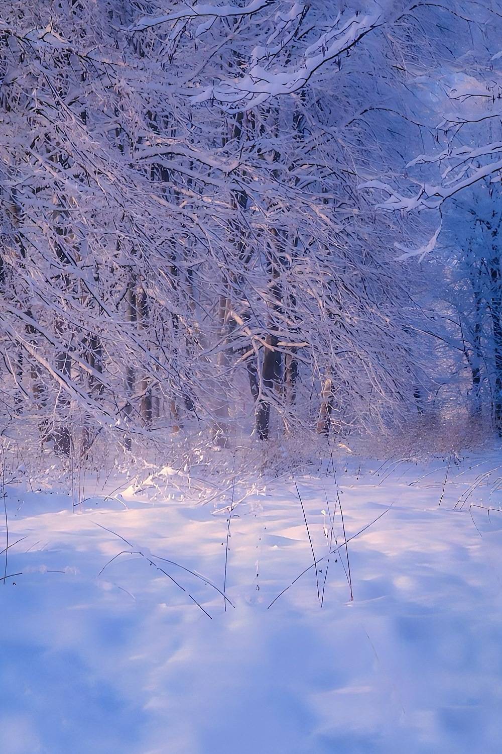 пейзаж, landscape, nature, природа, зима, winter, sunset, закат, лес, forest, Julia Kaissa