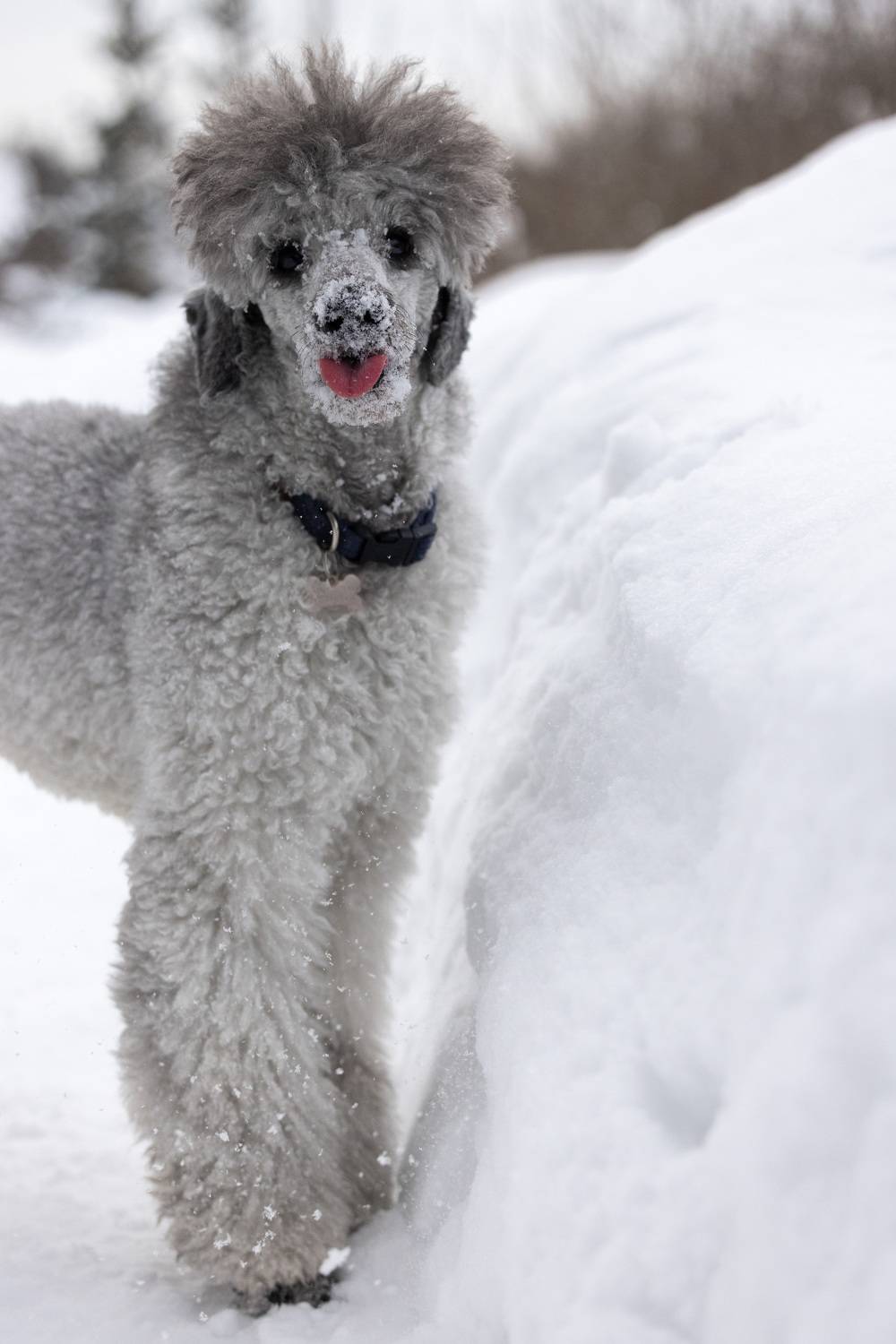 Малый пудель, пудель, язык, зима, Пономарев Илья