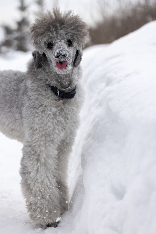 Малый пудель, пудель, язык, зима Дурашка фото превью