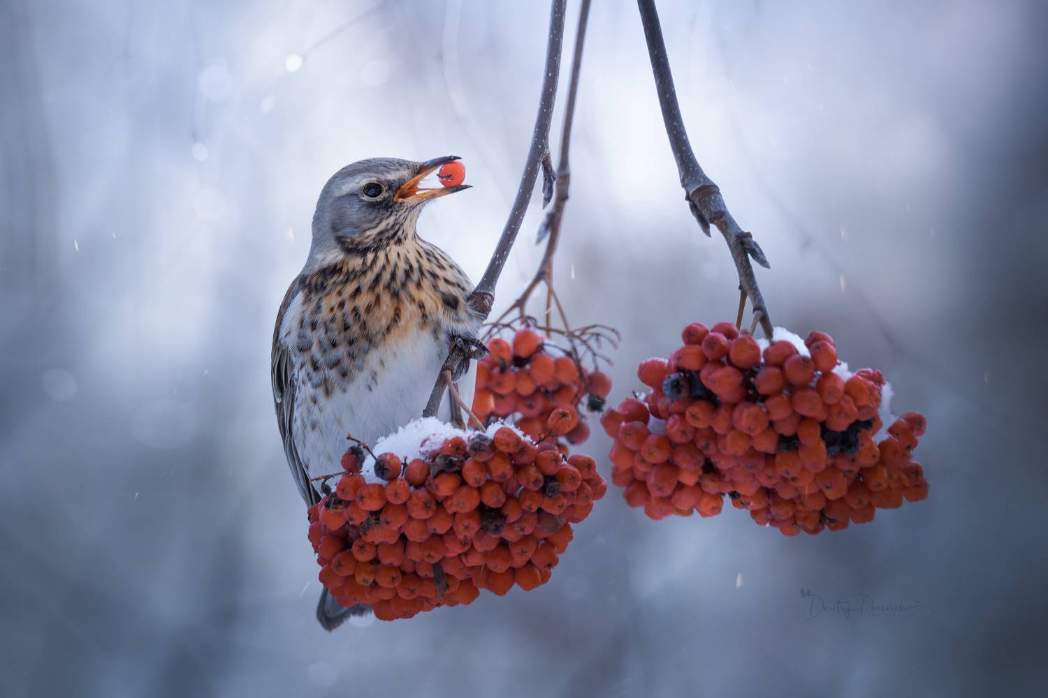 природа, лес, поля, огороды, животные, птицы, макро, Посевич Дмитрий