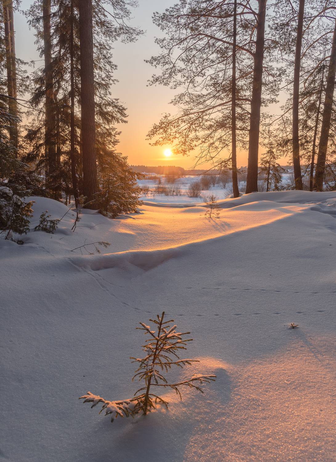 , Евгений Карепанов