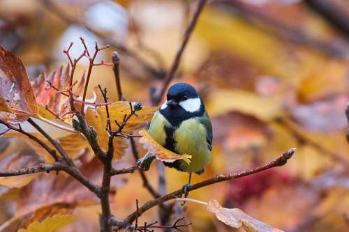 Parus major