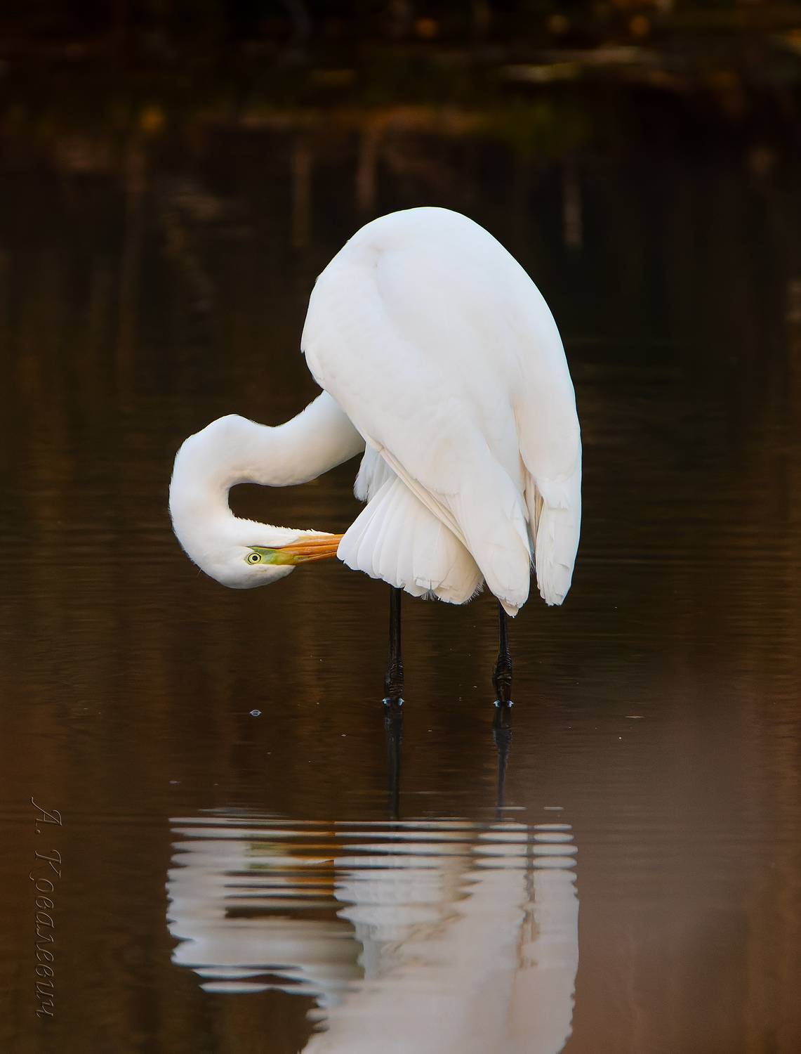 , Ковалевич А.