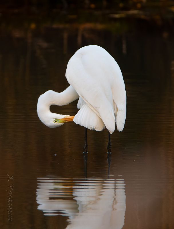спа процедуры фото превью