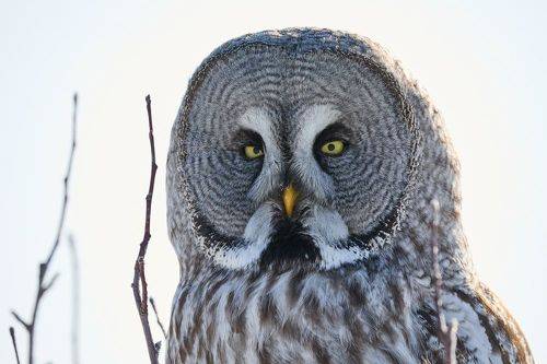 Бородатая неясыть/The great grey owl