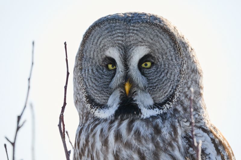 Бородатая неясыть/The great grey owl фото превью