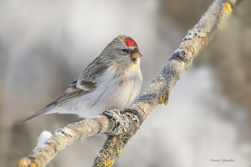 bird of prey, animal, birds, bird,  animal wildlife,  nature,  animals in the wild, пепельная чечётка, чечётка, arctic redpoll, птицы, птица Пепельная чечётка фото превью