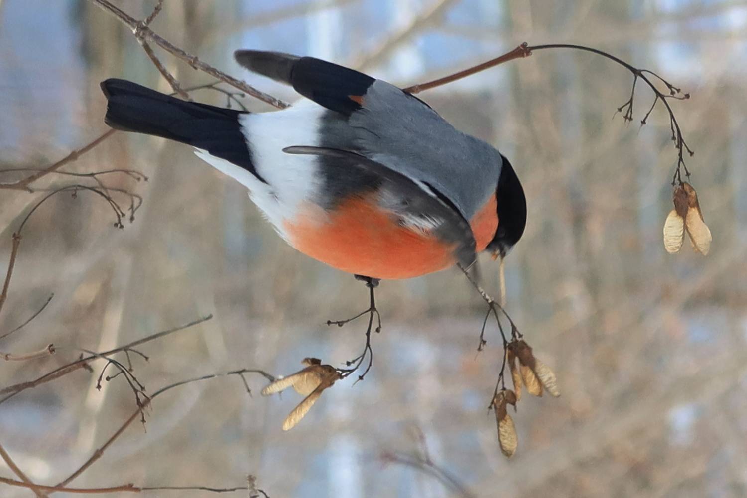 природа,птица,снегирь,зима, Козлова Галина