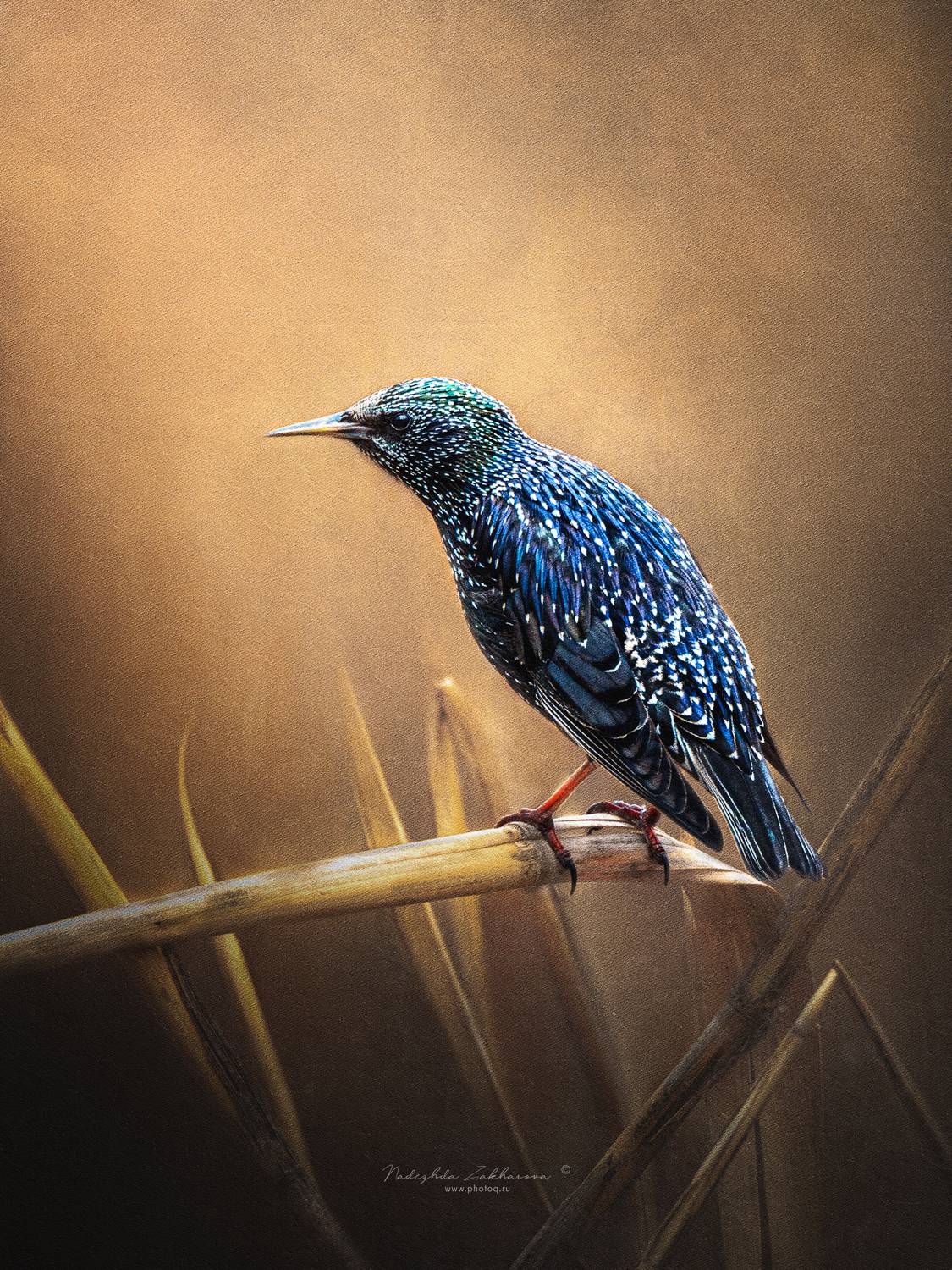 , Захарова Надежда