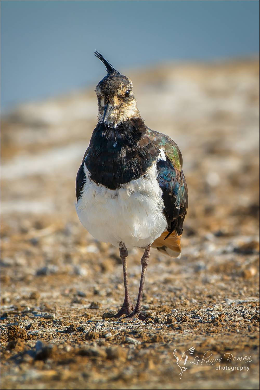 , Лобанов Роман