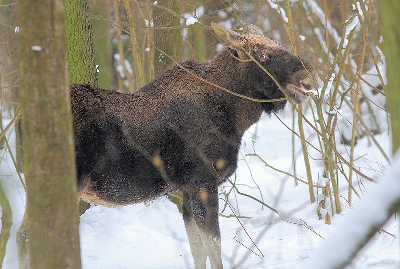 Лось фото превью