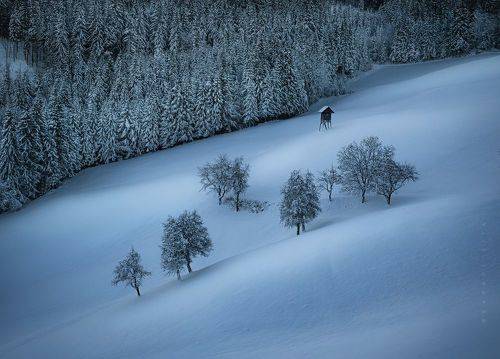 Winter Symphony