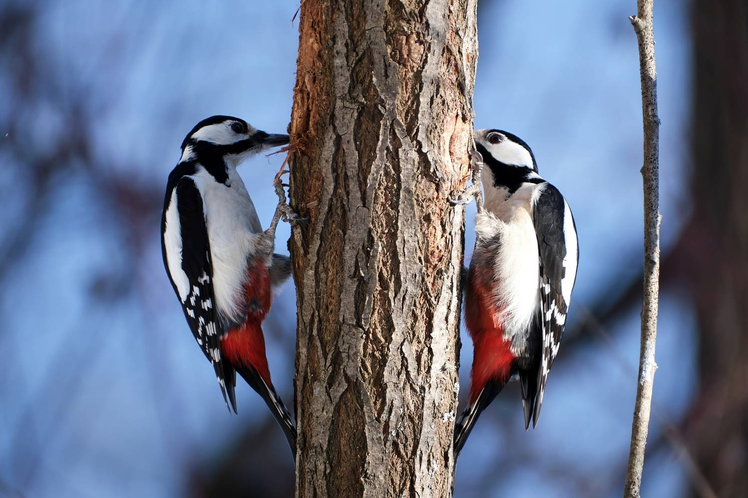 красноярские столбы, дятел, большой пёстрый дятел., Багурский Алексей