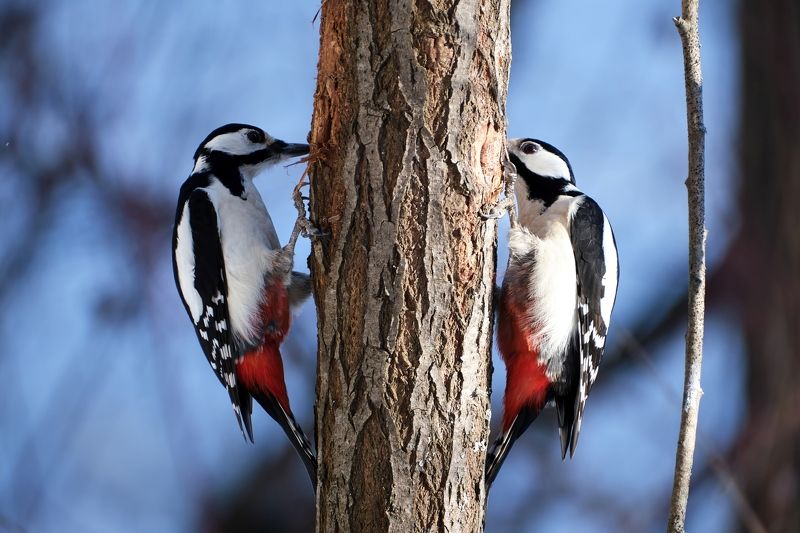 красноярские столбы, дятел, большой пёстрый дятел. Утро воскресенья. Соседи. Ремонт. фото превью