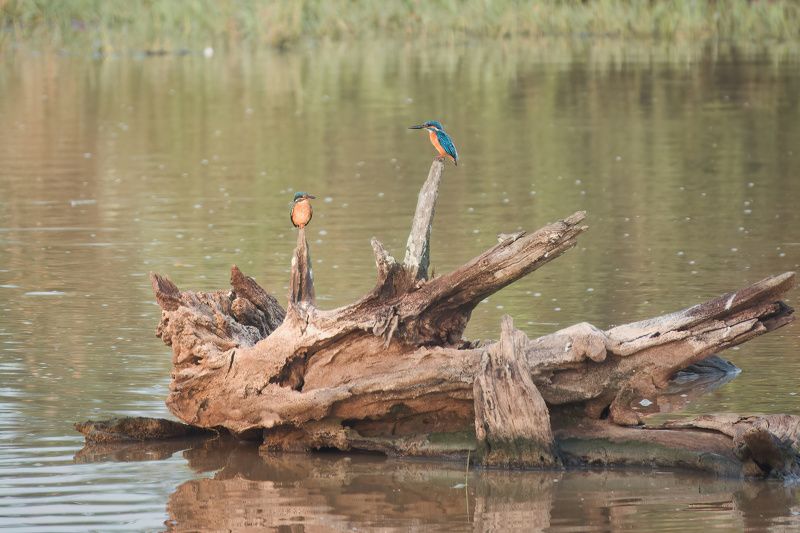 животные, птицы, зимородок, бердвотчинг, природа, дикая природа, портрет животного, animals, birds, animal portrait, aves, wildlife, nature, kingfisher, alcedo atthis, birdwatching *** фото превью