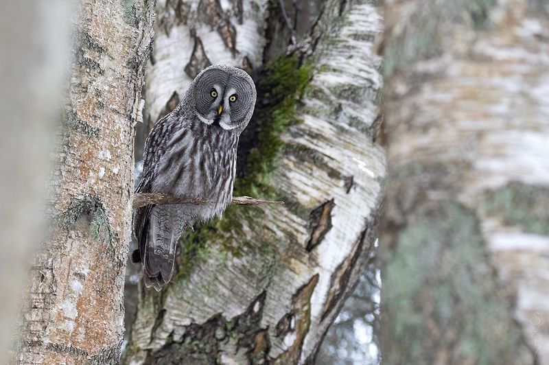 бородатая неясыть среди сплетения берез фото превью