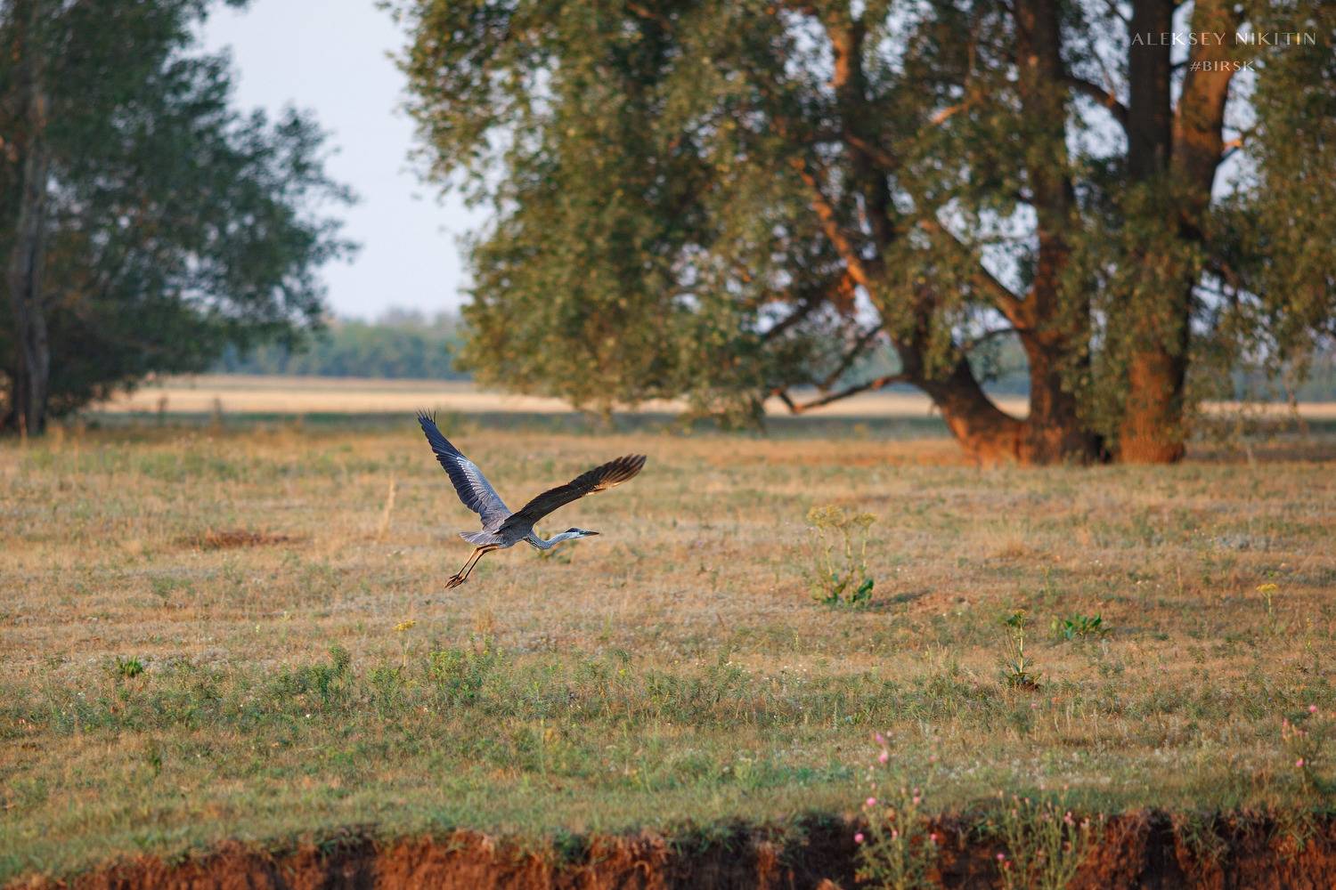 , Никитин Алексей