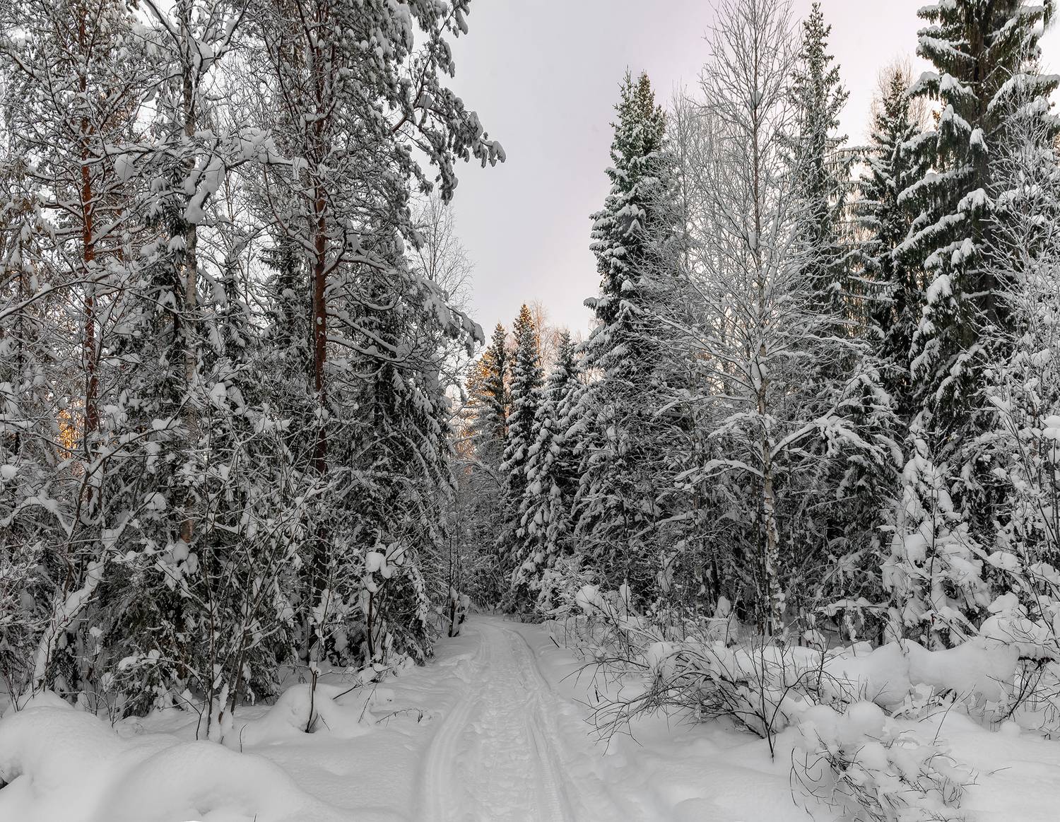 лес, зима, сугробы, дорога, ель, чаща., Анкудинов Леонид