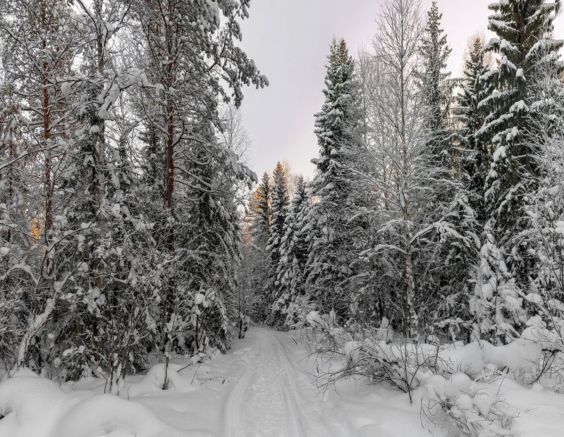 В чащу леса. фото превью