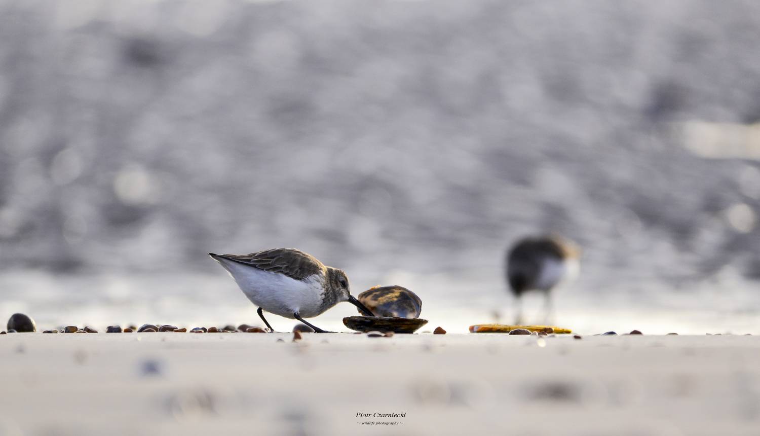 stint, birds, bird, animals , PIOTR CZARNIECKI