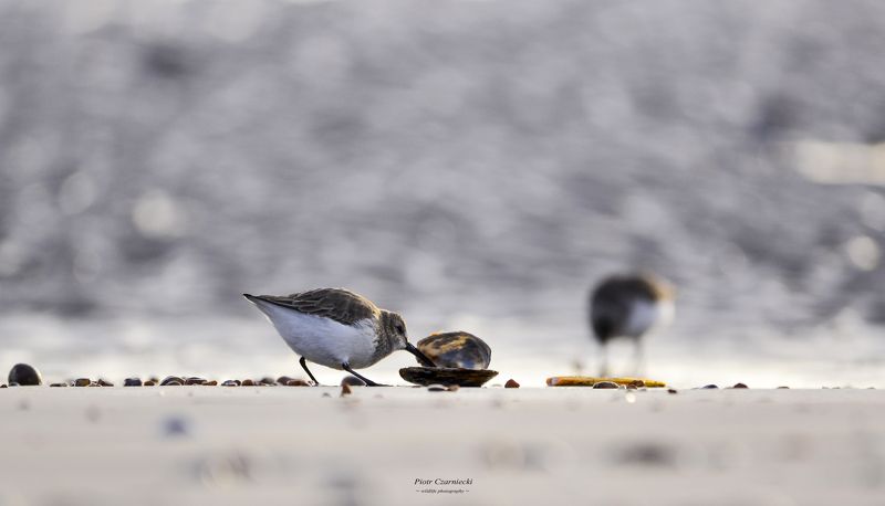 stint, birds, bird, animals  stint фото превью