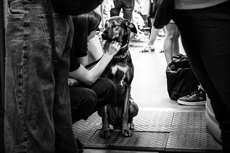 dog *** фото превью