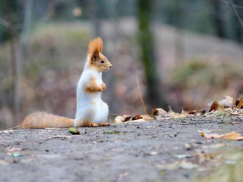 В ожидании зимы.