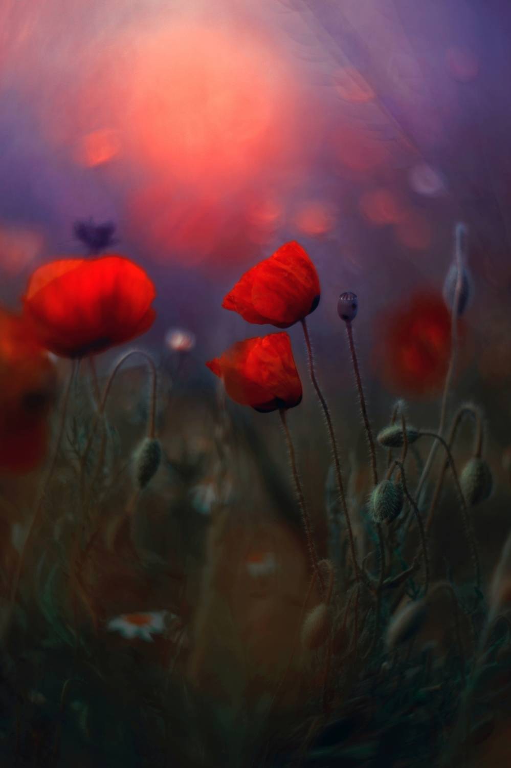 poppy,flowers,nature,light,dark,red,, Алексиев Борислав