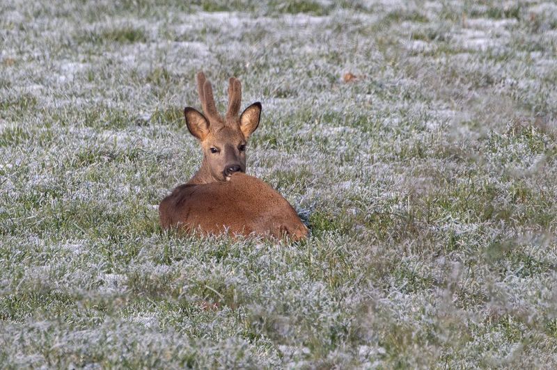 roe deer; deer; animal; wildlife; mammal Roe Deer фото превью
