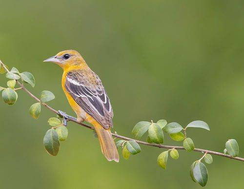 Baltimore Oriole - Балтиморская Иволга