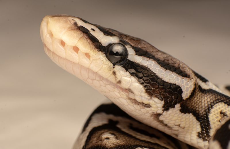 macro, snakes, reptiles, Ball Python фото превью