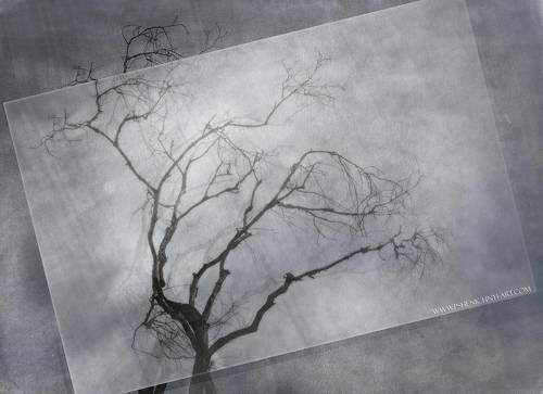 Старое дерево