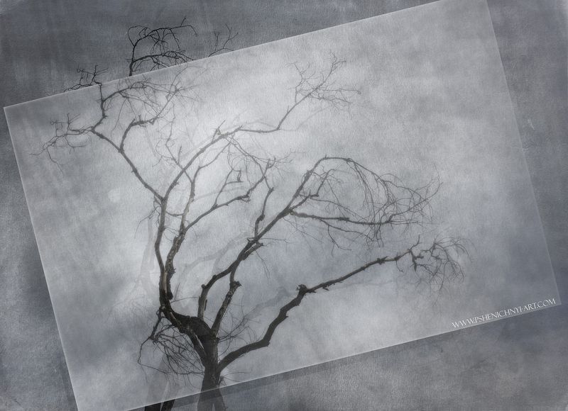 осень, дерево, крона, силуэт, рисунок, ветви, графика, концепция Старое дерево фото превью