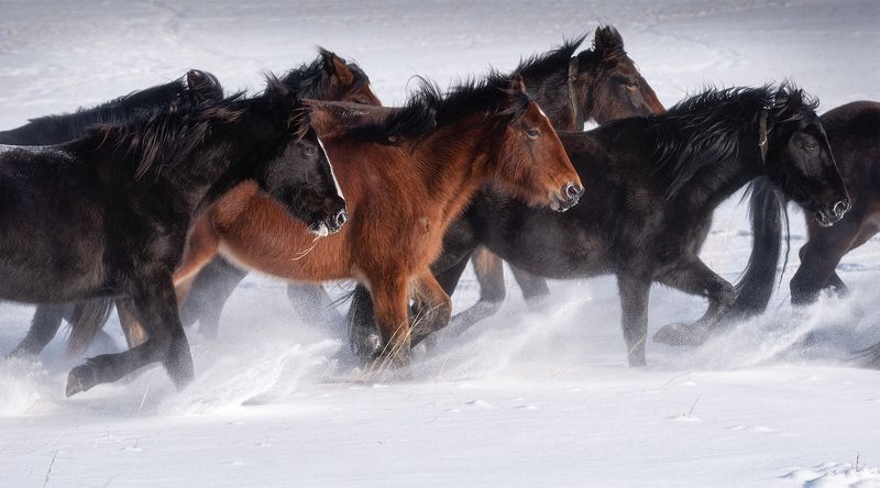 алтай, горный алтай, пейзажи алтая, онгудайский район, лошади, табун, кони, тебенёвка, зима, зимний алтай, горы, горная степь, выпас, пастух Особенности зимнего выпаса в алтайской глубинке фото превью