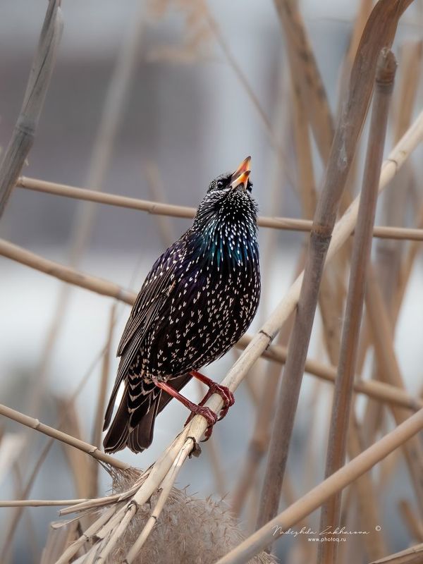 Скворец Певец фото превью