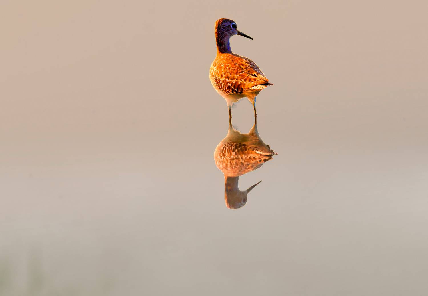 closeup, bird, birds, wild, wings, beauty, nature, swan, feather, spread, little sparrow,animal,animals,nikon,tailorbird,portrait,eyes,eagle,kite,flying,sky,prey, G N RAJA