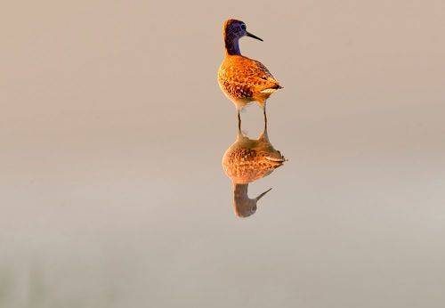 black-tailed godwit