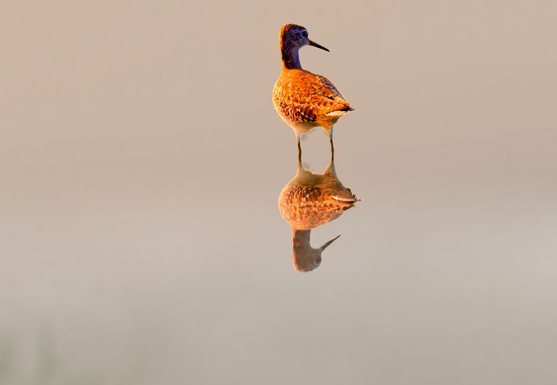 closeup, bird, birds, wild, wings, beauty, nature, swan, feather, spread, little sparrow,animal,animals,nikon,tailorbird,portrait,eyes,eagle,kite,flying,sky,prey black-tailed godwit фото превью