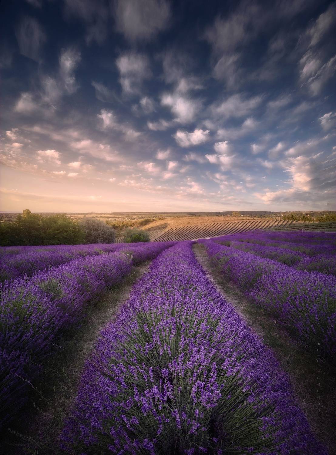 lavender, sunset, hungary, landscape, clouds,, Kar&aacute;di Zita